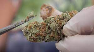 Experience Convenience and Variety: Dispensary Delivery Services in Vancouver post thumbnail image