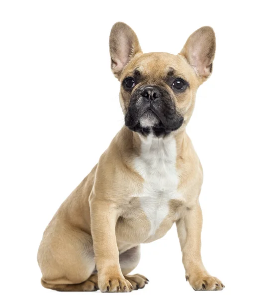 Carlotta’s Puppies: Where French Bulldog Dreams Come True post thumbnail image