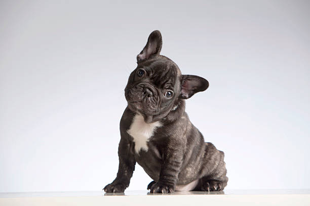 French Bulldogs Around the World: Admiring the Global Popularity of the Breed post thumbnail image