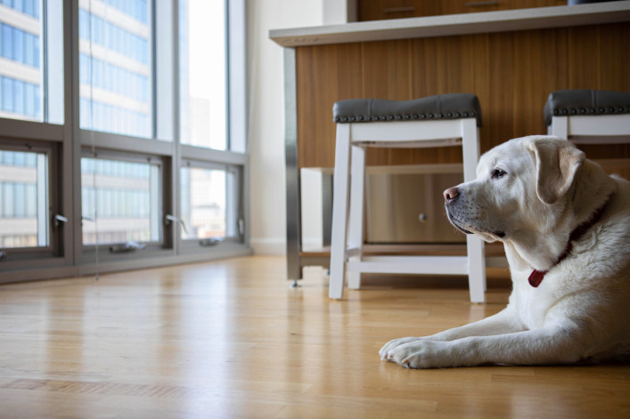 How to care for a Pet-Friendly Condominium post thumbnail image
