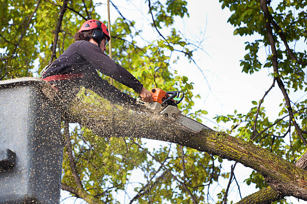 Stump Removal in Grants Pass: Complete Removal of Unsightly Tree Stumps post thumbnail image