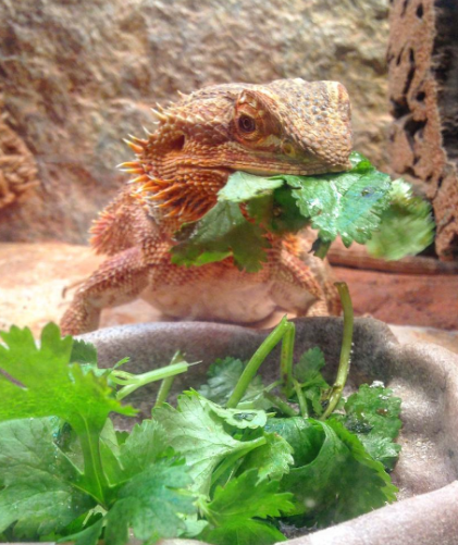 Cucumbers as a Treat for Bearded Dragons: Dos and Don’ts post thumbnail image