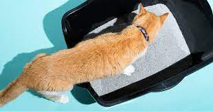 Animal Wellness Magazine’s Automatic Litter Box: Redefining Litter Box Maintenance post thumbnail image