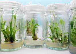 Explore New Possibilities: Buy Tissue Culture Plants and Expand Your Green Oasis post thumbnail image