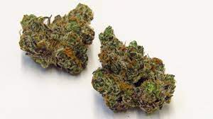 Unlock the possibility of Marijuana with Trippy Wizard Dispensary post thumbnail image