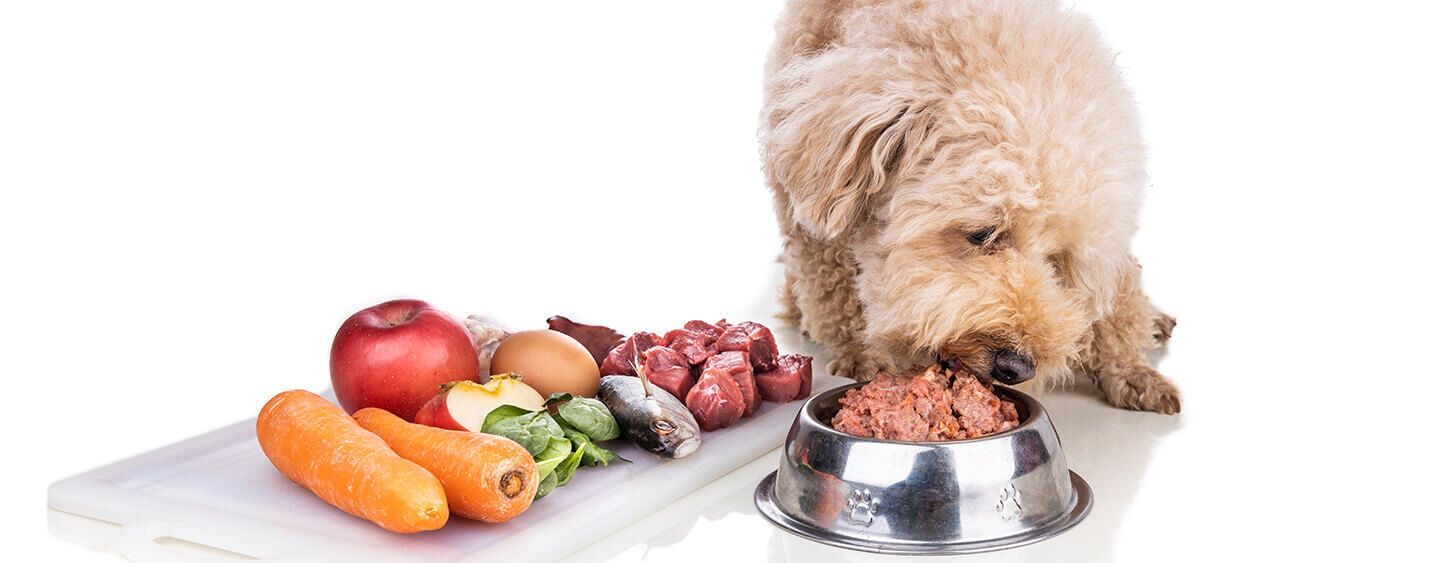 Raw Dog Food and Overall Wellness: Nurturing a Vibrant Life for Your Dog post thumbnail image