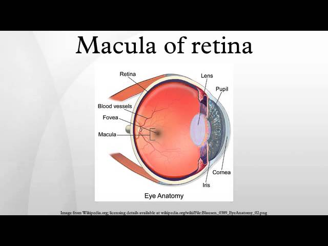 Enhancing Macular Overall health with Nutrients and Lifestyle Changes post thumbnail image
