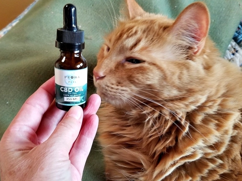 Cats Can Benefit Too: CBD Oil Insights post thumbnail image