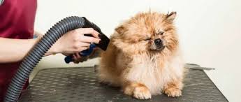 Top Picks for the Best At Home Dog Blow Dryer post thumbnail image