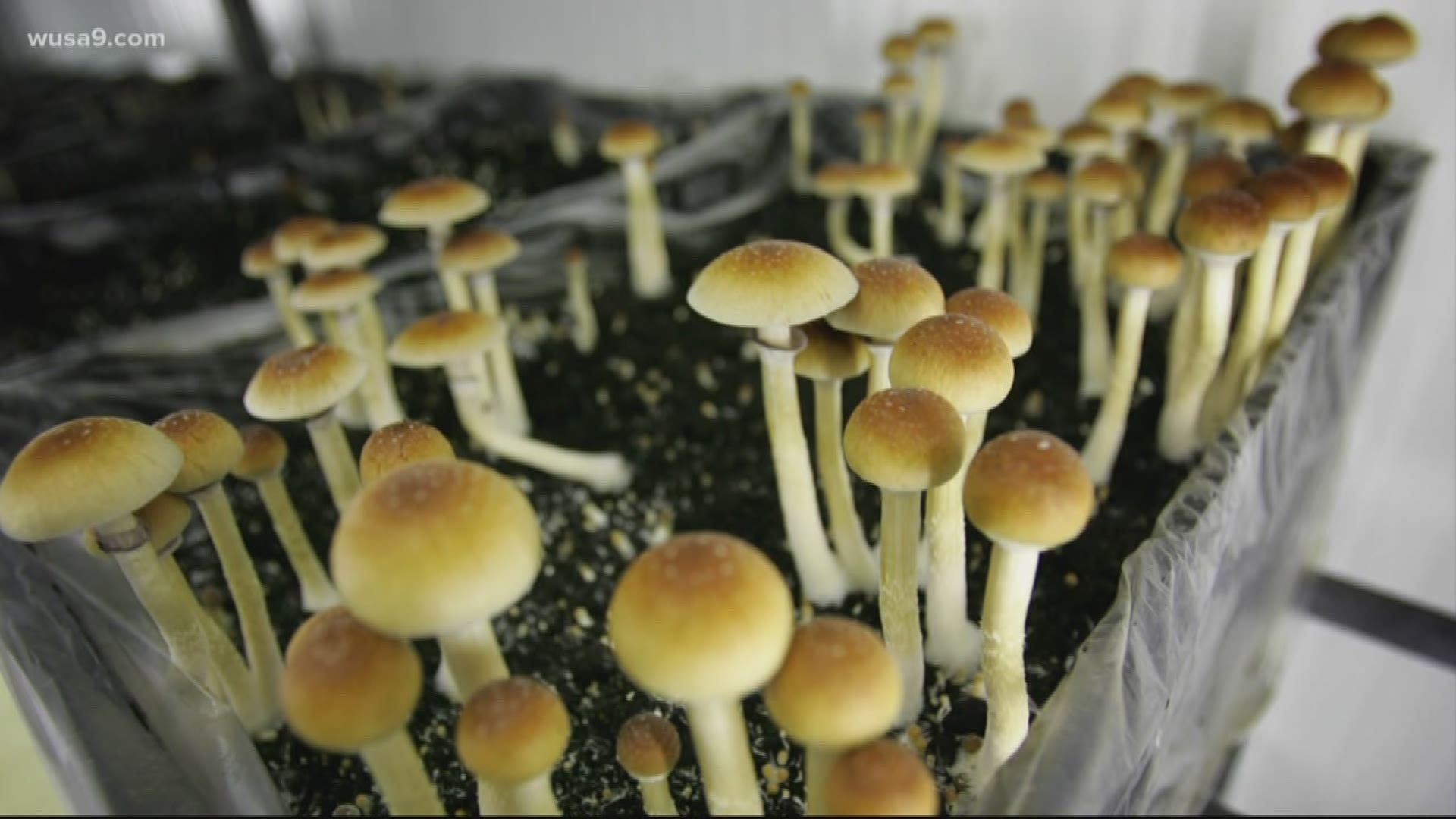Below the ground Magic: Finding Shrooms in DC’s Jungles post thumbnail image