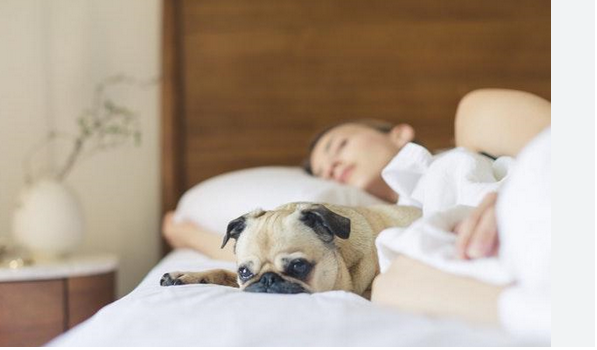 Wagging Welcome: Unleash Joy in Pet-Friendly Apartments post thumbnail image