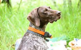 Sensory Training Tools: Unlocking Potential with Dog Collars post thumbnail image