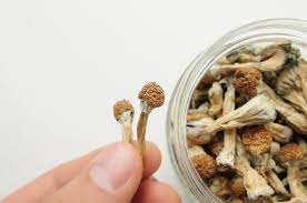 DC Shrooms: Your Gateway to Magic post thumbnail image