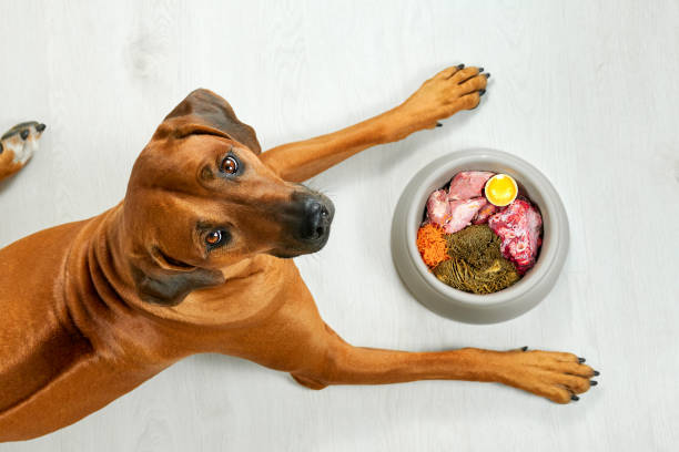 Unlocking Vitality: The Wonders of a Balanced Raw Dog Food Diet post thumbnail image
