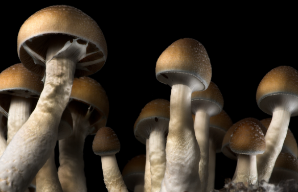 Insider’s Guide: Where to Buy Shrooms in DC post thumbnail image