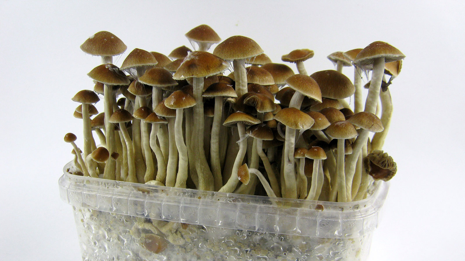 Fungi Flight: Doorstep Shroom Delivery post thumbnail image
