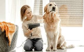 Hair-Fluffing Marvels: The Top Dog Grooming Dryers for an ideal Pooch Spoiling post thumbnail image