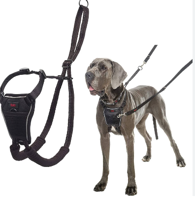 Choosing the Right No-Pull Harness for your personal Canine Good friend post thumbnail image