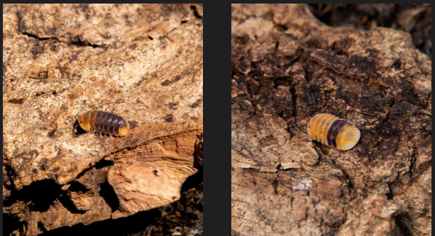 Microscopic Marvels: Isopods for Sale in the UK post thumbnail image